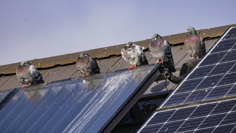 パネル上にたまったフンの例