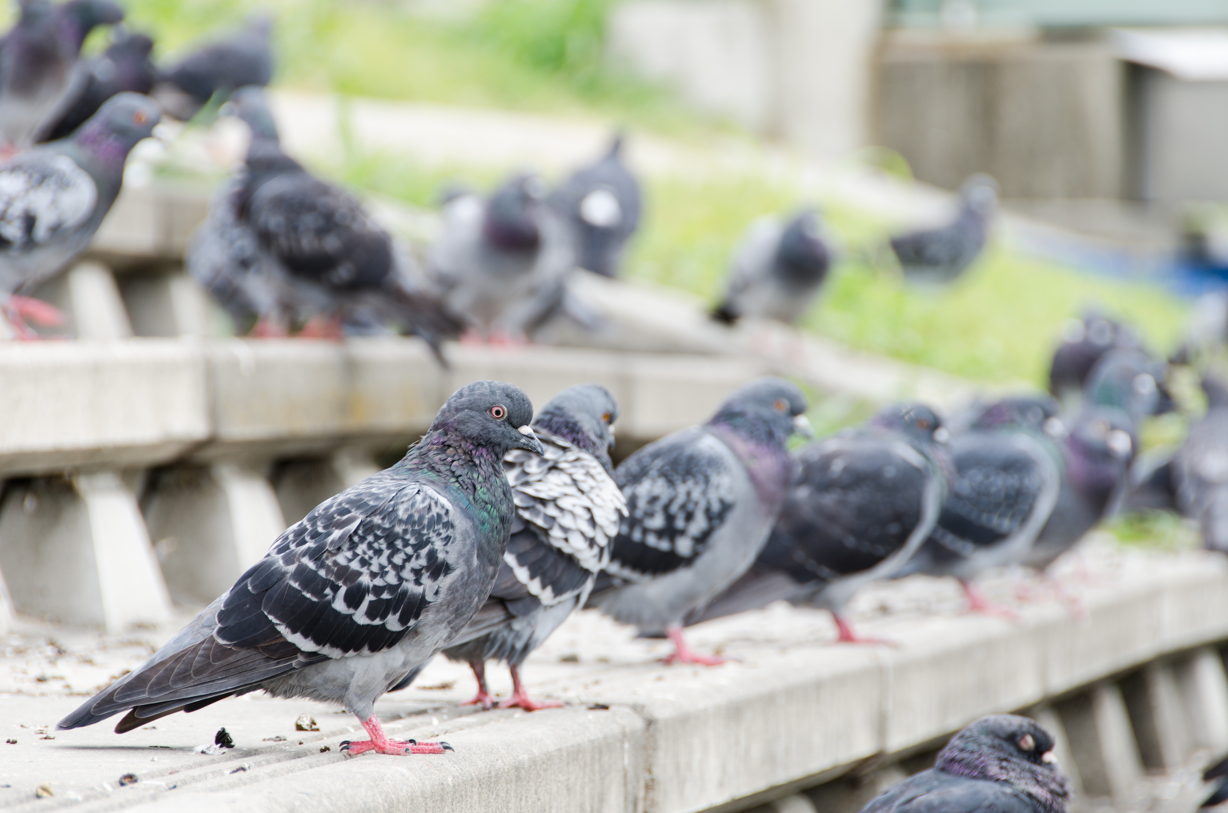 工場設備に発生した鳥のフン被害の事例